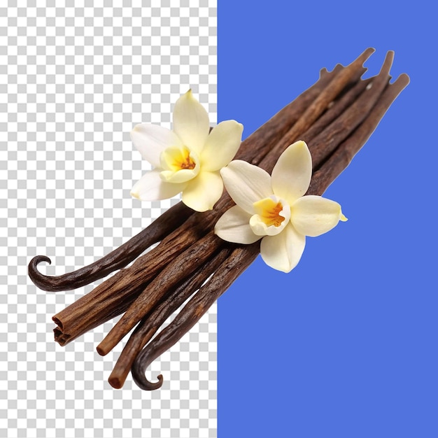 Bastões de baunilha com flores isoladas em fundo transparente