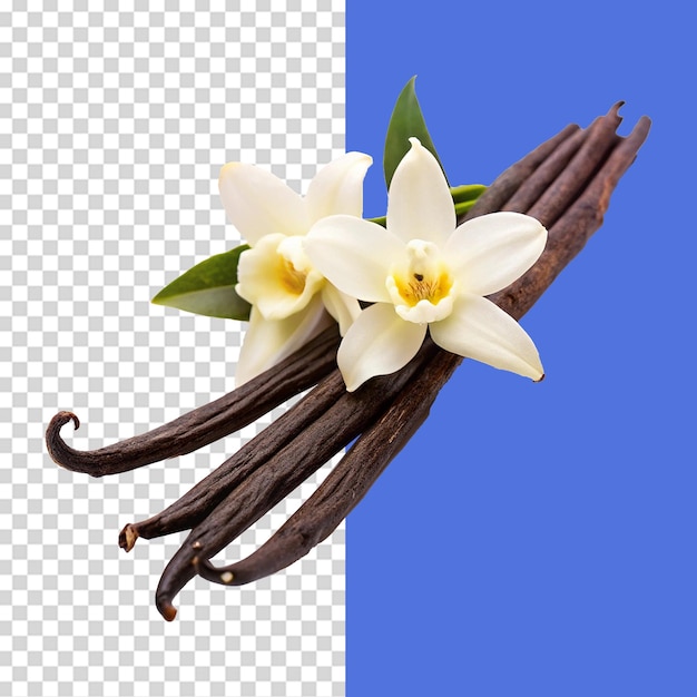 Bastões de baunilha com flores isoladas em fundo transparente