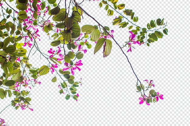 PSD bauhinia purpurea flor y rama en primer plano