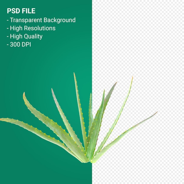 Baum 3D-Darstellung auf transparentem Hintergrund isoliert
