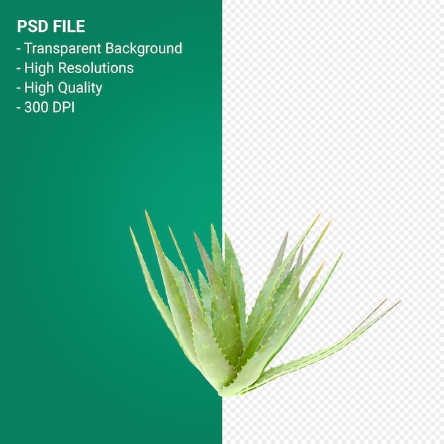 Baum 3D-Darstellung auf transparentem Hintergrund isoliert