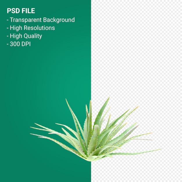 PSD baum 3d render isoliert