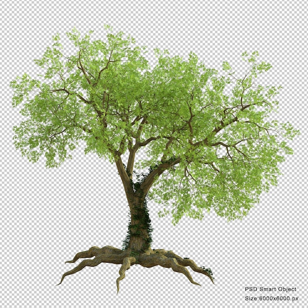 Baum isoliert 3D-Render