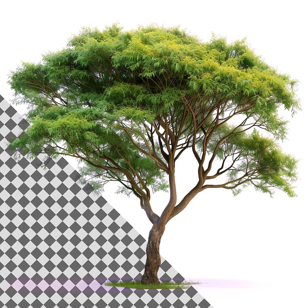 Baum mit üppig grünen Blättern Lebendige und detaillierte botanische Abbildung eines gesunden Baumes