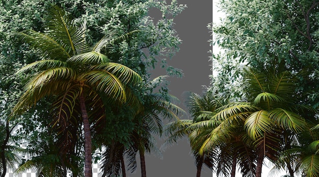 Baumblatt auf durchsichtigem Hintergrund PNG 3D-Rendering