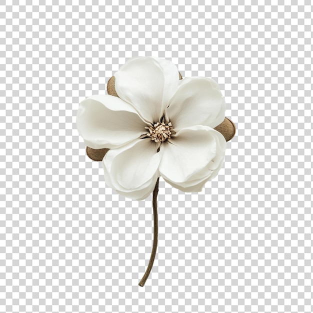 Baumwollblumen von oben, isoliert auf durchsichtigem Hintergrund