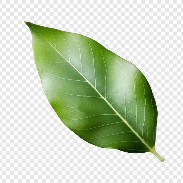 PSD bay leaf isoliert auf durchsichtigem hintergrund