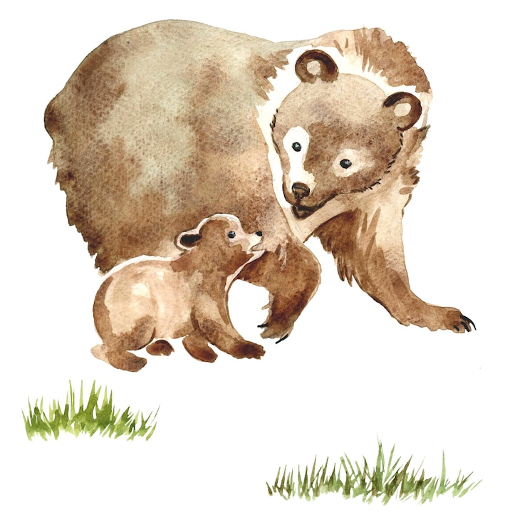 PSD bear famiglia