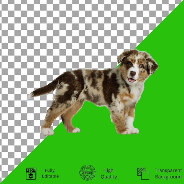 Bearbeitbare Designs für PetThem-Kreativität