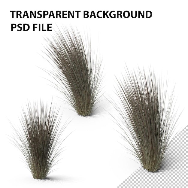 PSD beard grass png