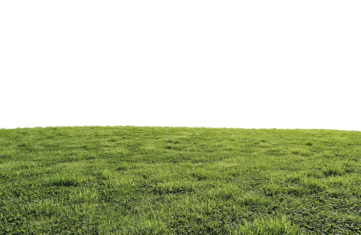 PSD un beau champ vert avec des fleurs et de l'herbe
