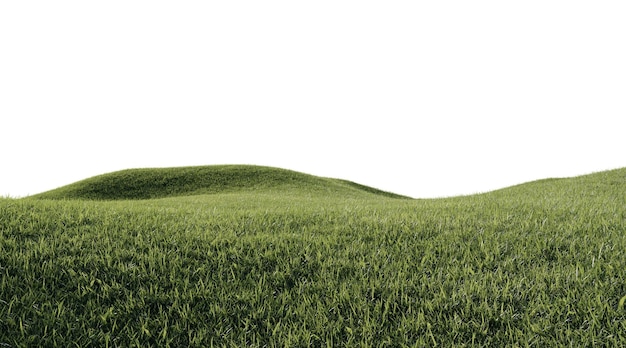 un beau champ vert avec des fleurs et de l'herbe