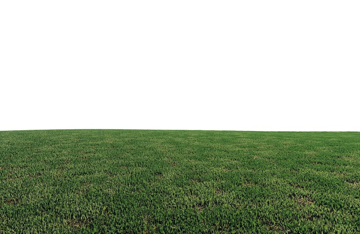 PSD un beau champ vert avec des fleurs et de l'herbe