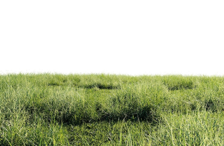 PSD un beau champ vert avec des fleurs et de l'herbe
