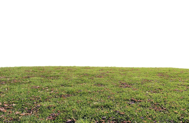 PSD un beau champ vert avec des fleurs et de l'herbe