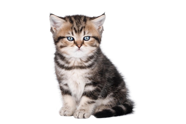 beau chat