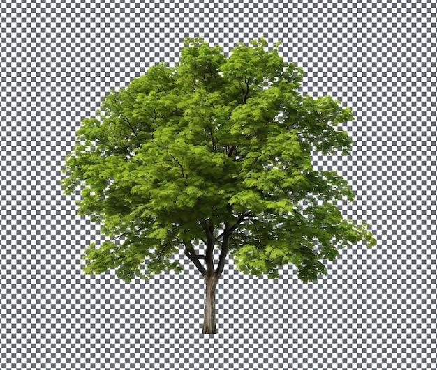Beau et magnifique arbre isolé sur un fond transparent