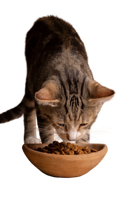 Le beau et mignon chat isolé