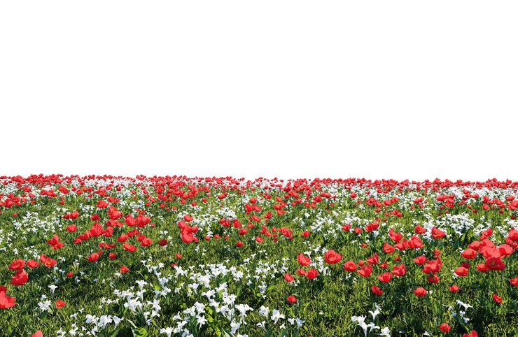 PSD beautiful green field with flower and grass