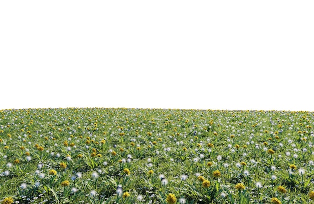 PSD beautiful green field with flower and grass