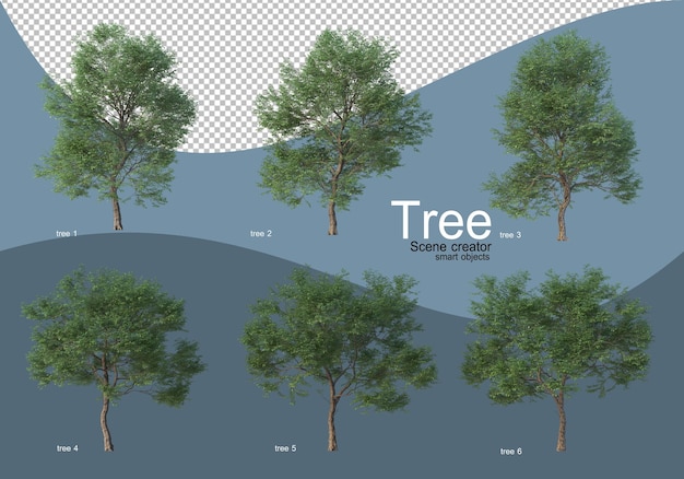 Beaux Différents Types D'arbres