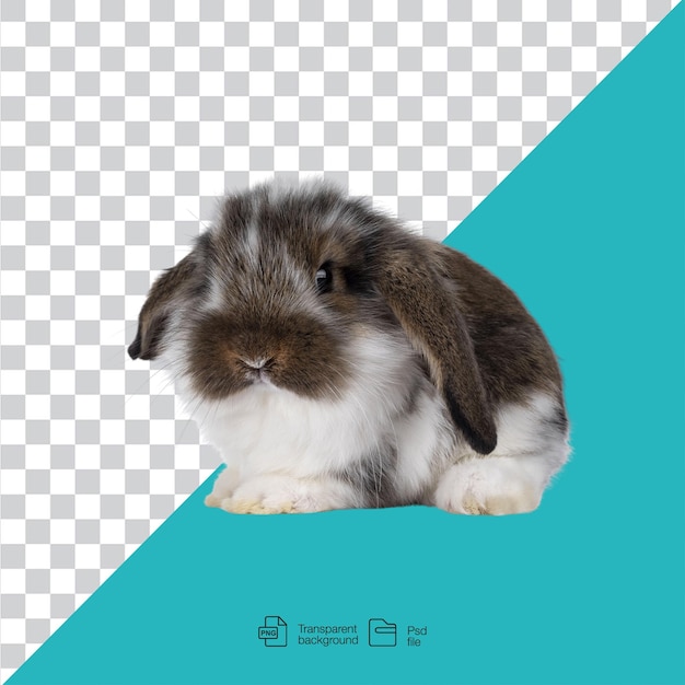 Un bébé lapin sur un fond transparent