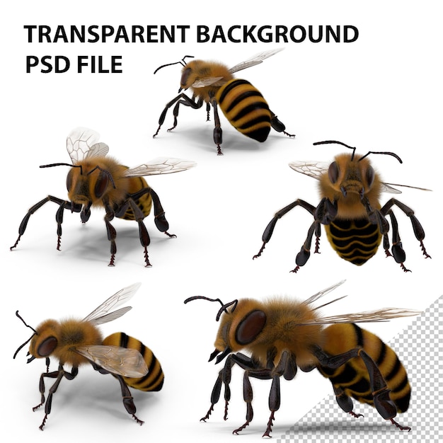 Bee PNG