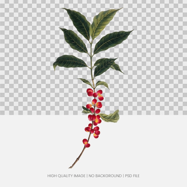 Beispiel Kaffeeplantage