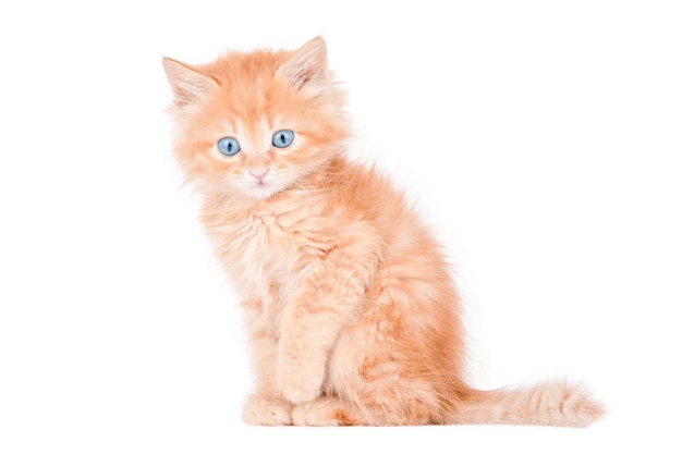 bel gatto