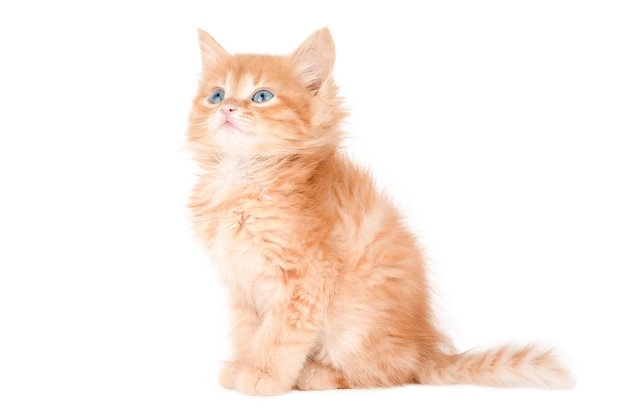 bel gatto