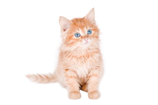 bel gatto
