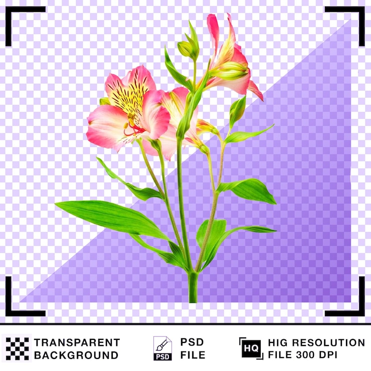 PSD bela flor de alstroemeria com pétalas cor-de-rosa e folhas verdes em fundo transparente