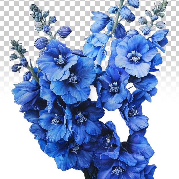 PSD bela flor de delphinium isolada em fundo transparente