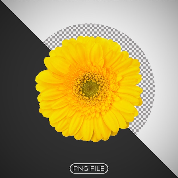 Bela flor de margarida gerbera isolada em fundo branco