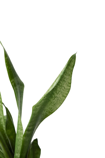 Bela planta morta com tiro na cabeça