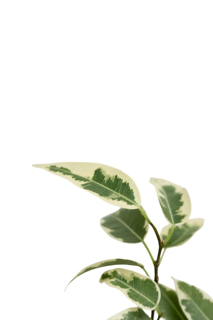 Bela planta morta com tiro na cabeça