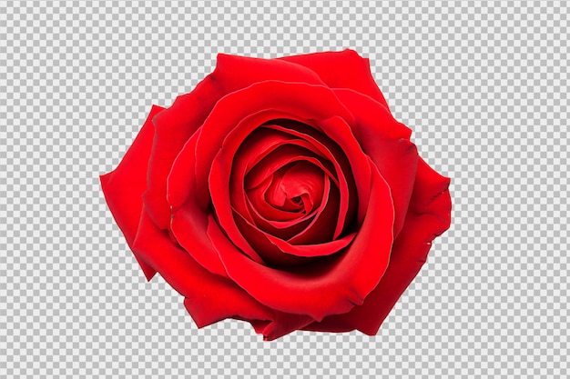 PSD bela rosa vermelha em flor isolada em fundo transparente