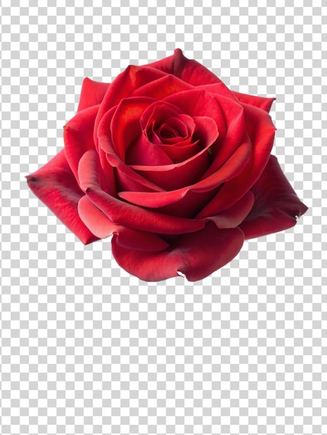 Bela rosa vermelha isolada em fundo transparente