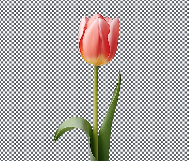Bela tulipa isolada em fundo transparente