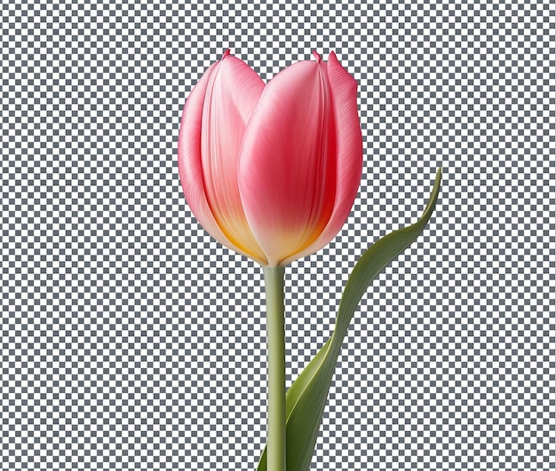 Bela tulipa isolada em fundo transparente