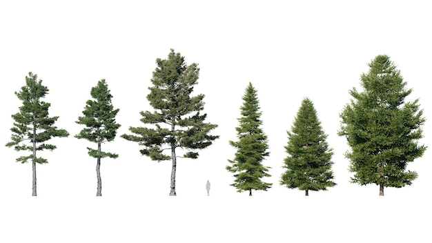 PSD belas árvores colocadas com transparência