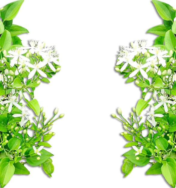 Belas flores de jasmim com folhas verdes folhas verdes moldura de borda com design de folhagem natural
