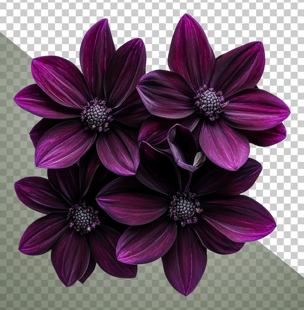 Belas flores roxas dispostas em um aglomerado cortado stock png