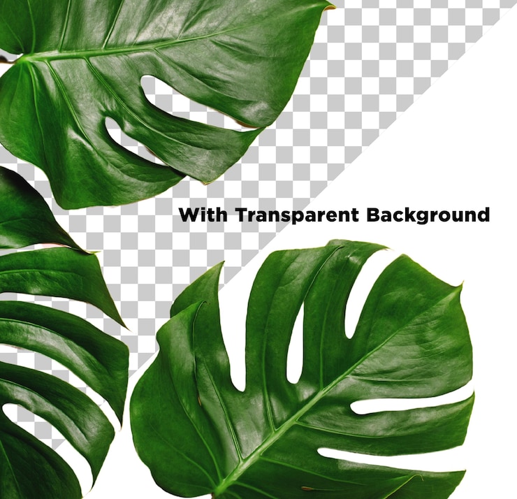 PSD belas folhas png psd isoladas em fundo transparente