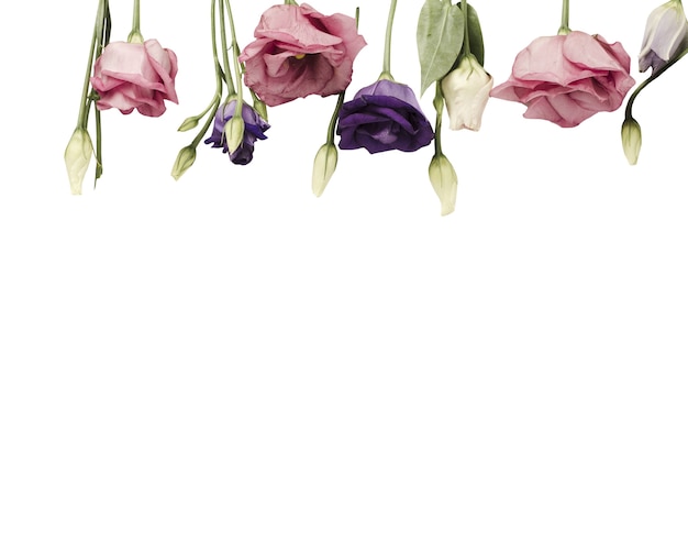 Belas rosas decoração isolada