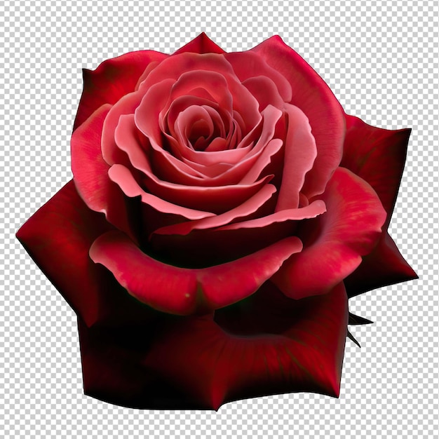 PSD beleza atemporal rosa em plena floração