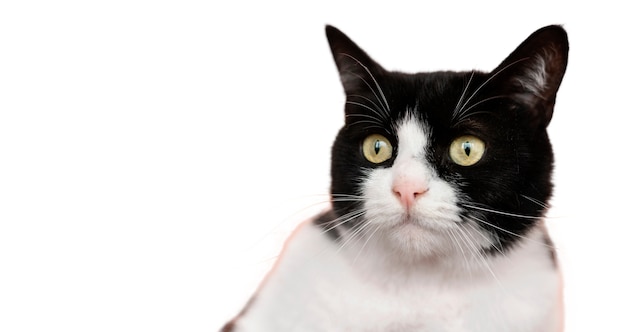 Belíssimo retrato de gato isolado