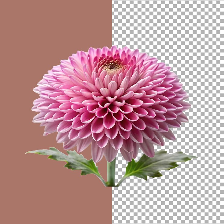 Bella flor de crisantemo rosado con una vista macro detallada
