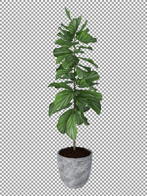Bella pianta in 3d rendering isolato trasparente