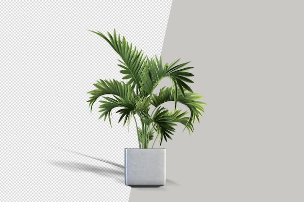 Bella pianta in vaso nella rappresentazione 3d isolata